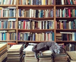 Lee más sobre el artículo Dia Internacional de Gato: historias de tinta y ronroneos